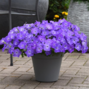Wave Lavender Sky Blue Wave Petunia Jumbo 6 pack 17.99 sale price